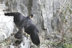Juv Peregrine,County Louth