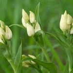 White helleborine (Cephalanthera damasonium)