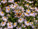 Small Copper