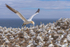 In the world of Gannets