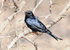 Fork-tailed Dorongo