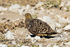 Namaqua Sandgrouse  (m)