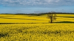 Oil Seed.