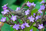 Tacazze Sunbird (female) perched amongst some flowers