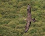 Arctic Jaeger flying, trees background, Flatanger, Norway