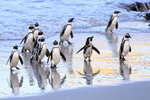 Adult African Penguins, Foxy Beach, South Africa