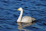 Whooper Swan