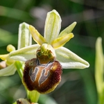 Early spider orchid (Ophrys sphegodes ssp classica