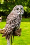 great grey owl stryx nebulosa-9841