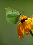 Gonepteryx rhamni f.