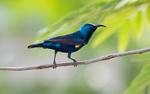 Purple Sunbird