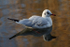 Black Headed Gull  _AGT032
