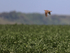 Skylark flying above crops, Dorset, UK