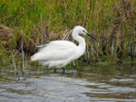 Little Egret