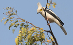 White Crested Helmet Shrike