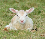8th March Lamb