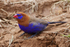 Purple Grenadier (male)