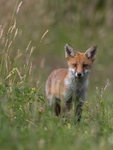 young fox