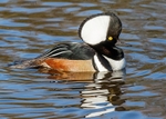 Hooded Merganser 1
