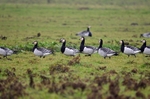 Barnacle Geese