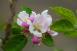 ACP_3437-1