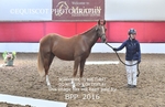 BPP_2016