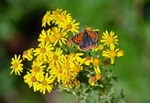 Small Copper