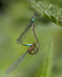 Damselflies coupled, RSPB Burton mere wetlands, Wirral