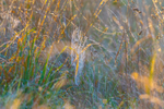 spider web-3153
