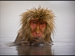 Japanese Macaque Bad Hair Day