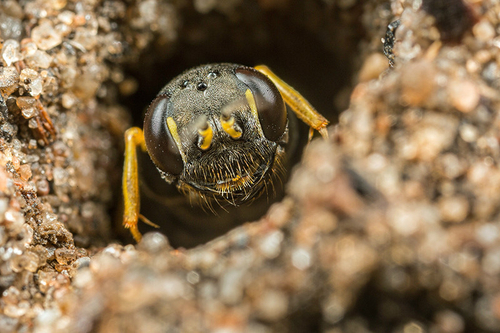Mellinus Digger Wasp species