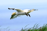 Gannet