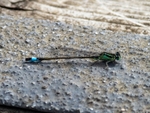 Blue-tailed Damselfly