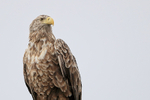 Sea Eagle, close view - Flatanger, Norway