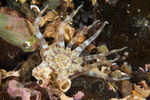 Pechia cylindrica