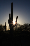 Saguaro sun flare