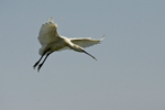 Spoonbill
