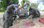 Silver leaf monkey picking though a street vendors bag in Kuala Lumpur