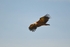 Griffon Vulture