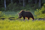 Brown Bear
