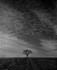 JOSHUA TREE