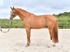 equiscot3602