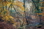 Autumn Gully View, Nr. Cannop