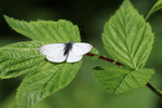 Green-veined White, Wharram Percy, Yorkshire