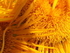 P61804430837