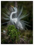 Birds - Color - 05