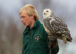 The Falconer & the Owl