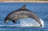 Chanory point, Bottle nose dolphins
