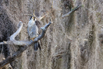 Peregrine Falcon with cocked head, Blue Cypress Lake, Florida