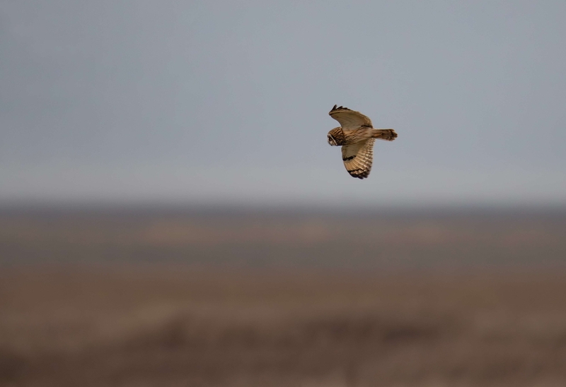 Short Eared Owl